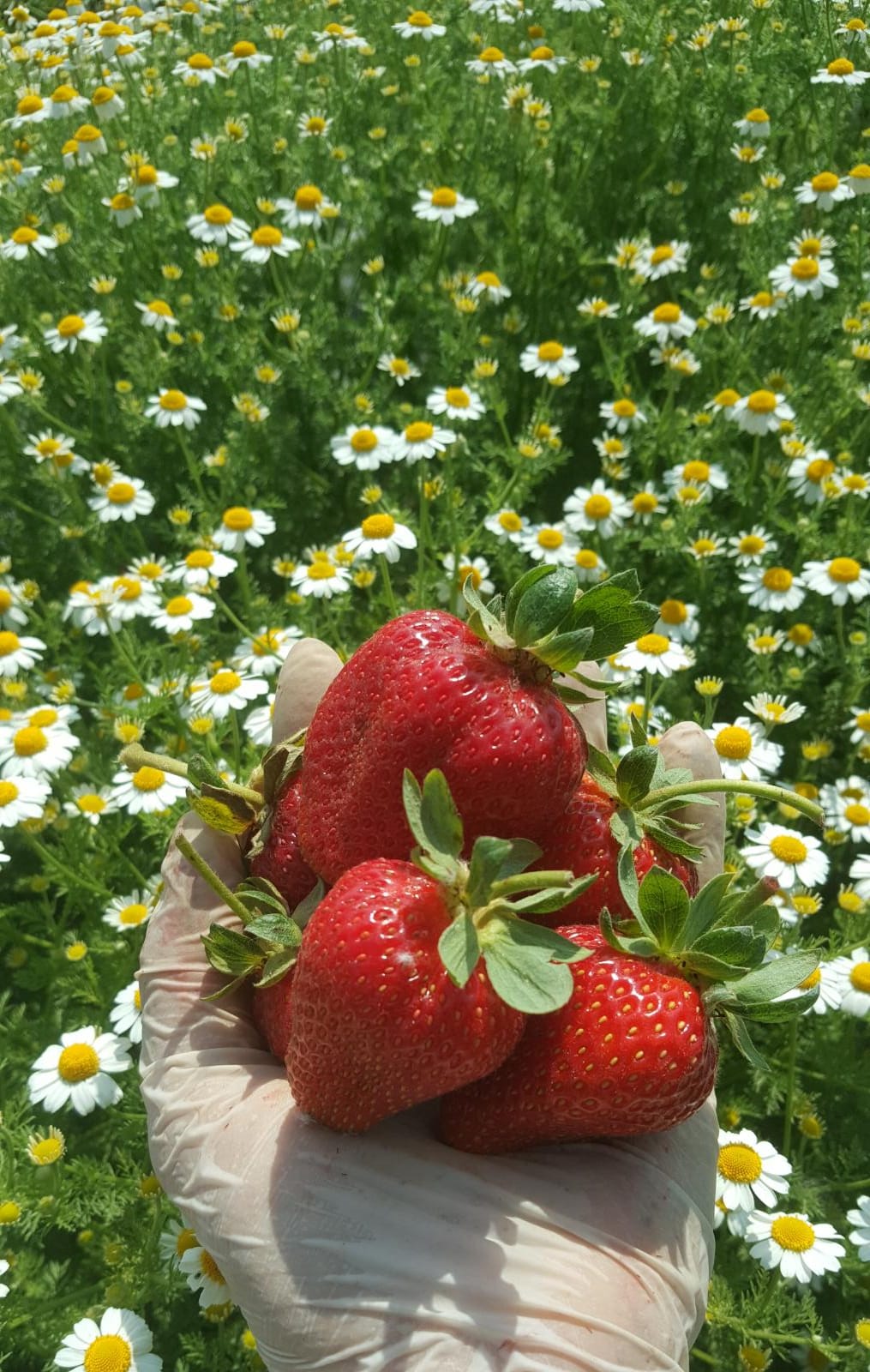  Tokat Erbaa Tarım Arazisi 