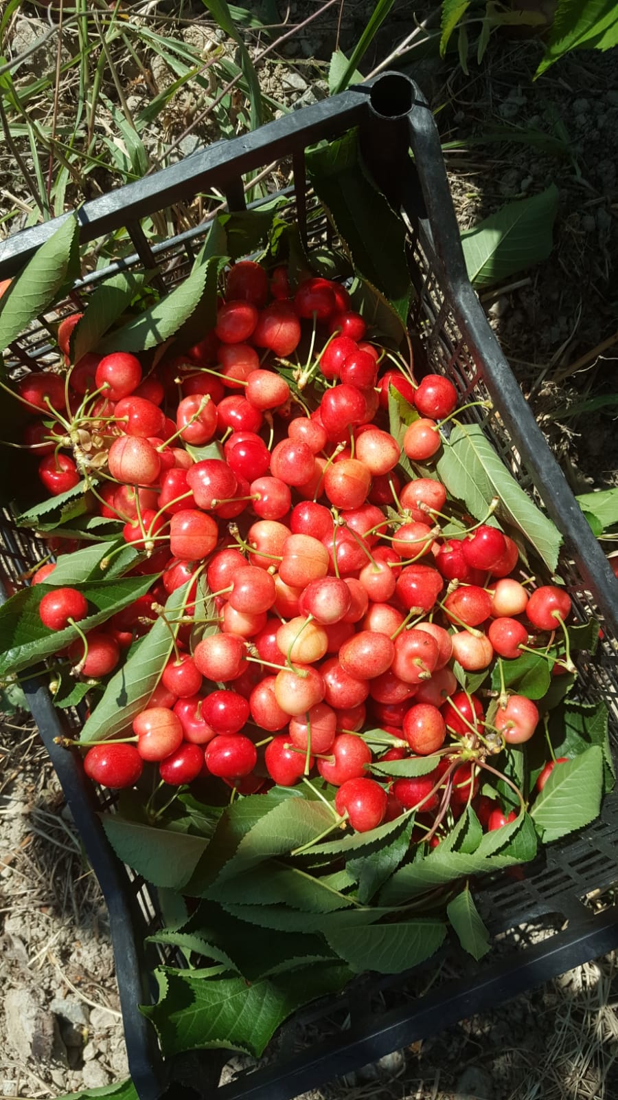  Tokat Erbaa Tarım Arazisi 