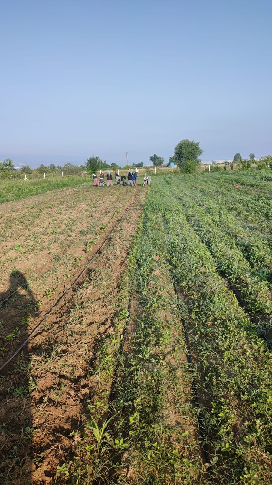  Tokat Erbaa Tarım Arazisi 