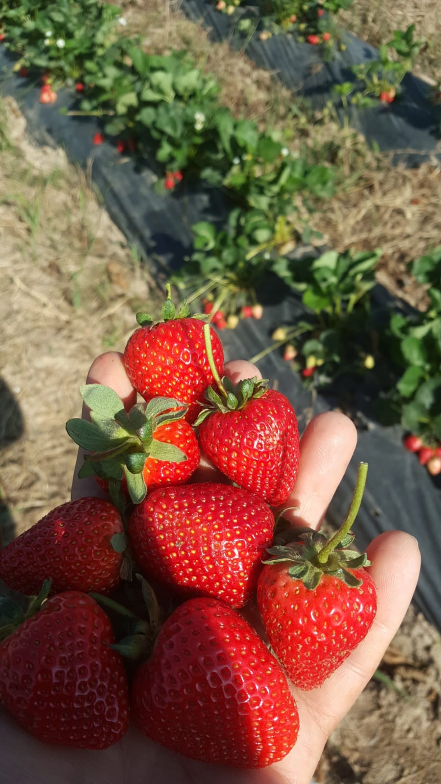  Tokat Erbaa Tarım Arazisi 